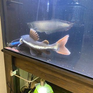 シルバーアロワナ、レットテールキャットの画像