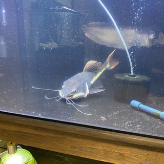 シルバーアロワナ、レットテールキャットの画像