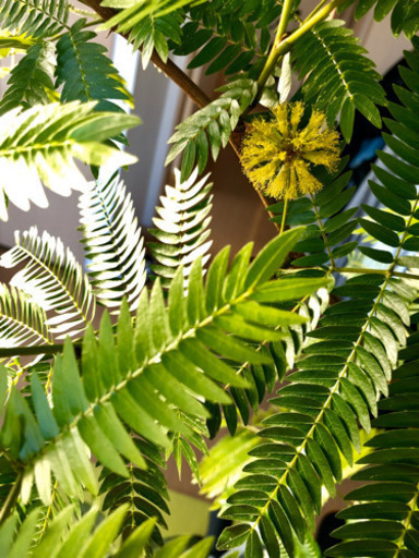 最終値下げ【観葉植物】エバーフレッシュ曲がり仕立て【恋愛運UP!?】