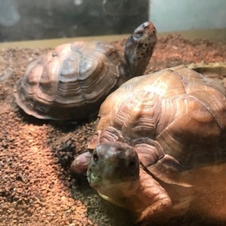 ミツユビハコガメ二匹里親募集します。の画像