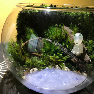 苔テラリウム