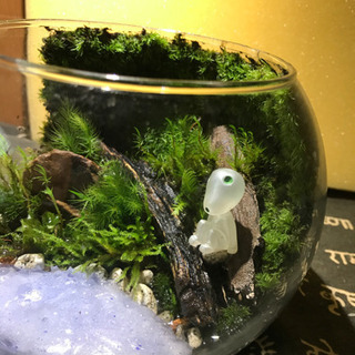 苔テラリウムの画像