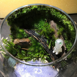 苔テラリウムの画像