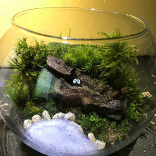 苔テラリウム！