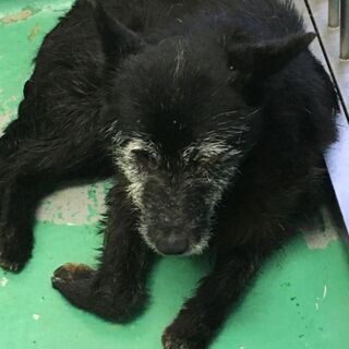 🆘️命の期限が迫っています　至急新しい家族を探しています