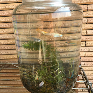 値下げ‼️未使用の瓶！ めだか飼育にも良いかも‼️