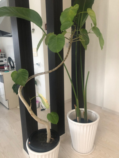 曲がりウンベラータ