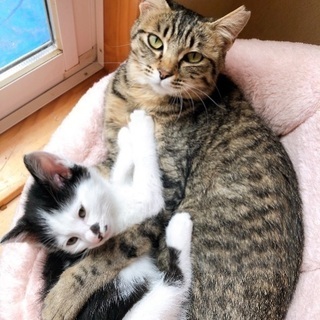 まるで親子のような2匹
