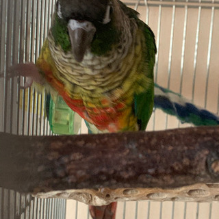 里親引渡し予定ウロコインコ