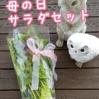 完売【よねベジ】