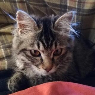 子猫の里親募集の画像