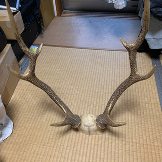 値下げ♬天然の鹿の角の画像