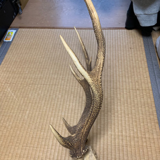 値下げ♬天然の鹿の角の画像
