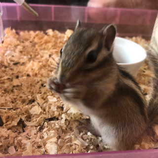 シマリス 1歳 