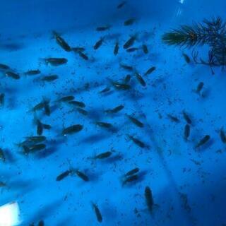  らんちゅう稚魚 1.5cmサイズ 15匹セットの画像