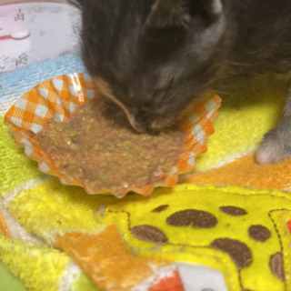 里親募集。ヨチヨチ歩きの可愛い子猫。