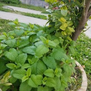 た肉植物　ハーブ
