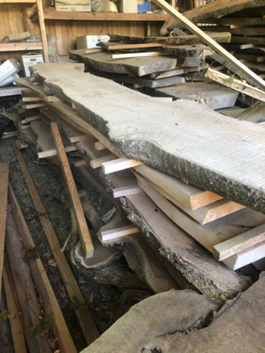 名木❗️かいづかいぶき、桜など　大、中、小あります❗️