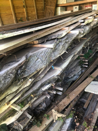 名木❗️かいづかいぶき、桜など　大、中、小あります❗️