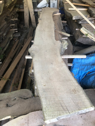 名木❗️かいづかいぶき、桜など　大、中、小あります❗️