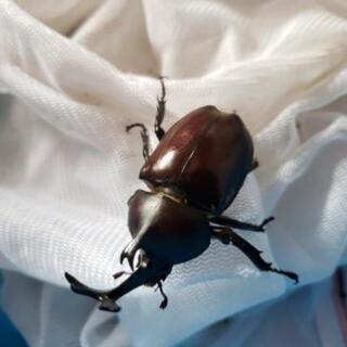 国産カブトムシ幼虫※説明文見てください！