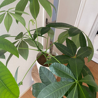 観葉植物 パキラの画像