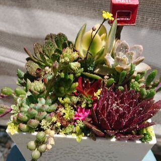 多肉植物 寄せ植え  フクロウ