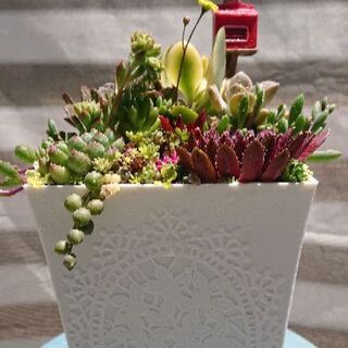 多肉植物 寄せ植え  フクロウの画像