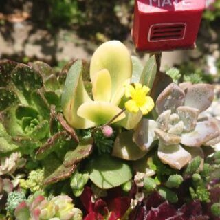 多肉植物 寄せ植え  フクロウの画像
