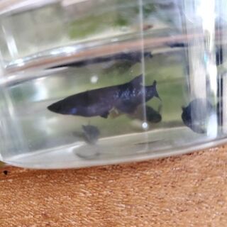 ブラックダイヤメダカの卵　30個+α