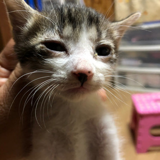 保護猫