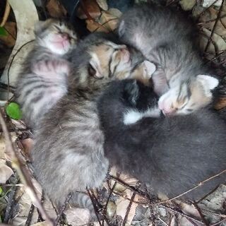 子猫の里親さん募集