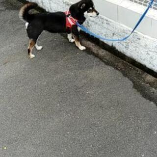 黒柴メス１０歳くらい里親募集お願いします