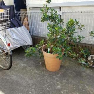 がじゅまる①