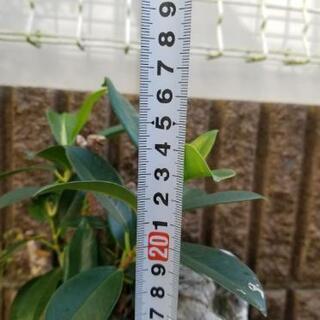 がじゅまる②　観葉植物の画像