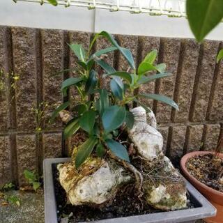 がじゅまる②　観葉植物