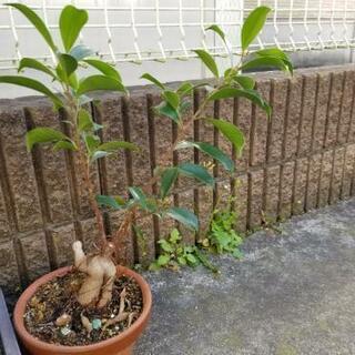 がじゅまる③　観葉植物