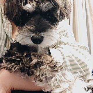 M.シュナウザー(10カ月)/🌱犬の散歩友達募集！