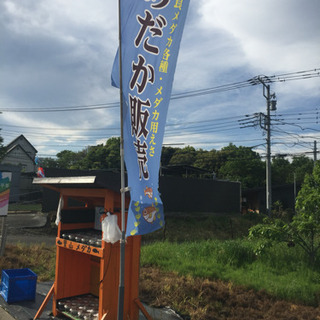公園前の里山めだか メダカの販売所 白天晴 松井ヒレ長黒みゆき ...