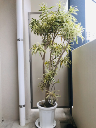 観葉植物