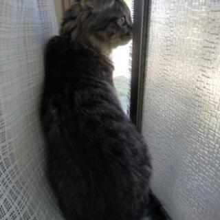 子猫の里親募集 - 里親募集