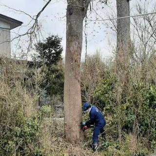 倒木処理伐採いたします。