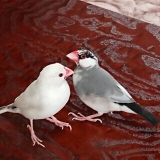 文鳥｜助け合い(3ページ目)｜ジモティー