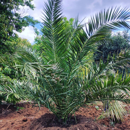 カナリーヤシ　　税別