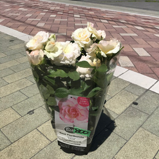薔薇マチルダ　６号角鉢あと２鉢