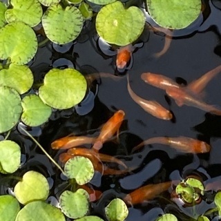 🐶銀メタ牡丹メダカの画像