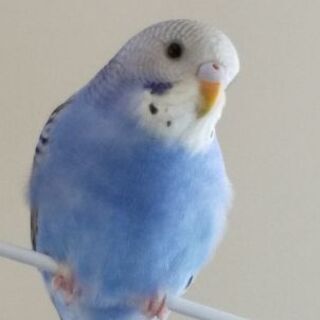 セキセイインコの幼鳥です。