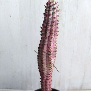 売り切れました　多肉植物　白樺麒麟 ミルクトロン