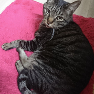 猫を探しています。