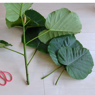 ウンベラータ　剪定枝